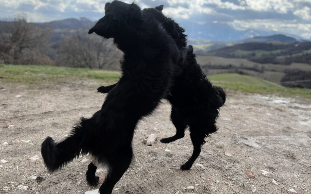 Seminarwoche Hund in Italien2022/08/21 - 2022/08/26